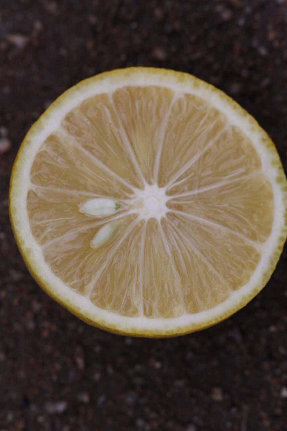              Fruit cross-section of  Citrus aurantifolia         (Palestine, Riverside, CA)       